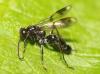 Dipogon subintermedius